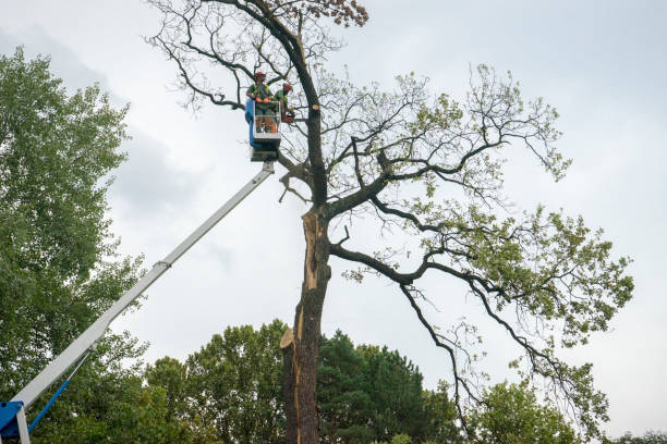 Hartwell, GA Tree Care Company