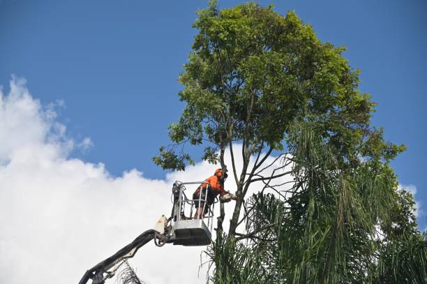 How Our Tree Care Process Works  in  Hartwell, GA