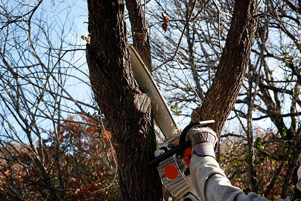 Best Hedge Trimming  in Hartwell, GA